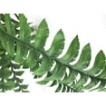 Poetree Artificial Ferns for Outdoors, Set of 2 Large Fake Ferns Faux