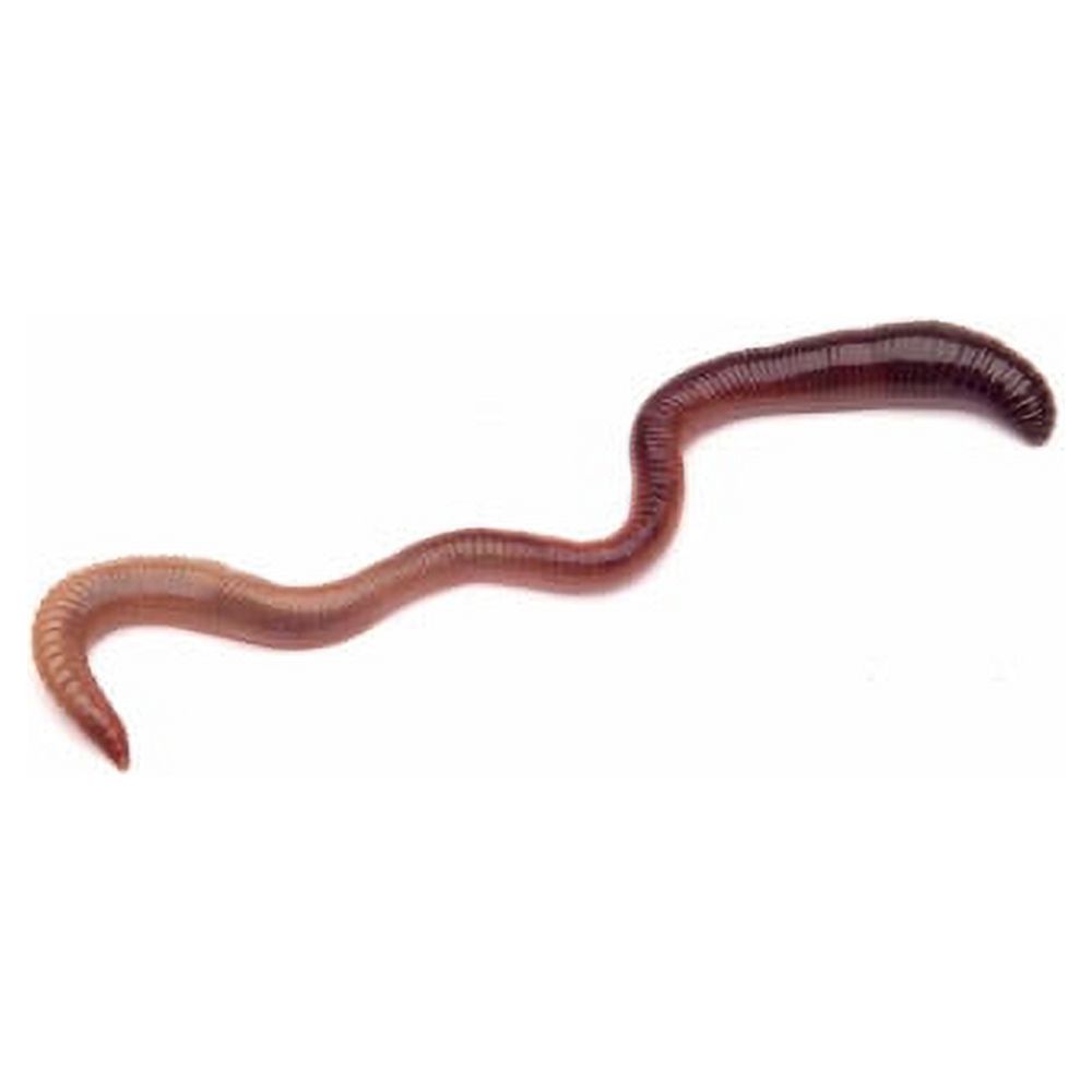 DMF Bait Co. Baby Crawlers, Live Fishing Bait, 24 Ct