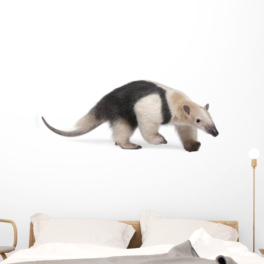 Explore the Best Tamandua Art