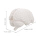 thumbnail image 2 of ColoMX Modelo de cerebro humano: modelo anatómico con base de exhibición para educación científica, estudio, exhibición, enseñanza médica, blanco, 2 of 8