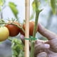 thumbnail image 5 of 200 Uds. Clips de flores de vid de tomate y verduras, Clip giratorio para plantas, Clips de soporte para plantas de jardín, Clips para plantas y Clips de jardín (pequeños), 5 of 5