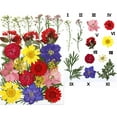 thumbnail image 3 of Flores de hojas prensadas secas reales, margaritas prensadas para joyería artesanal de resina Multi, 3 of 4