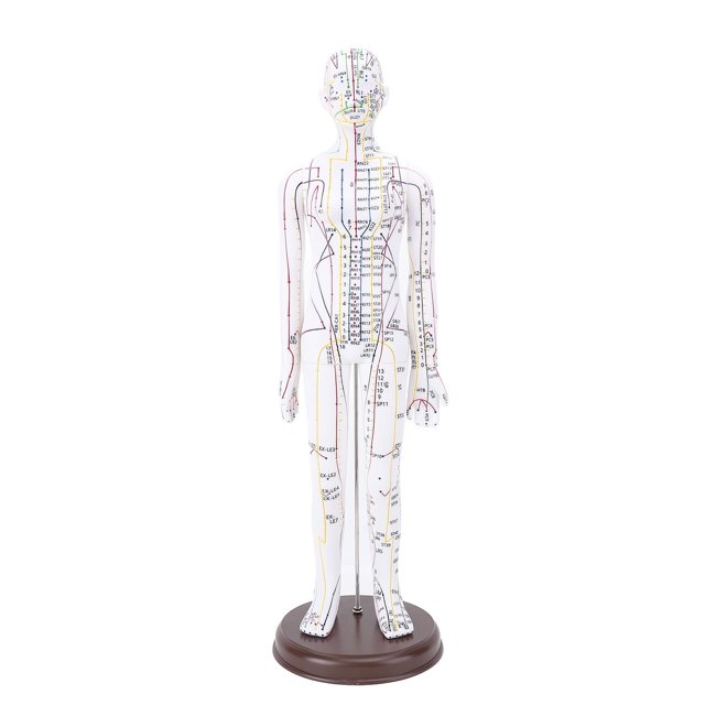 52cm Human Body Acupuncture Model, Male/Female Chinese Teaching Acupoint Mannequin Pressure Point Acupuncture Model with Base, for Student Teaching Demonstration (Female)