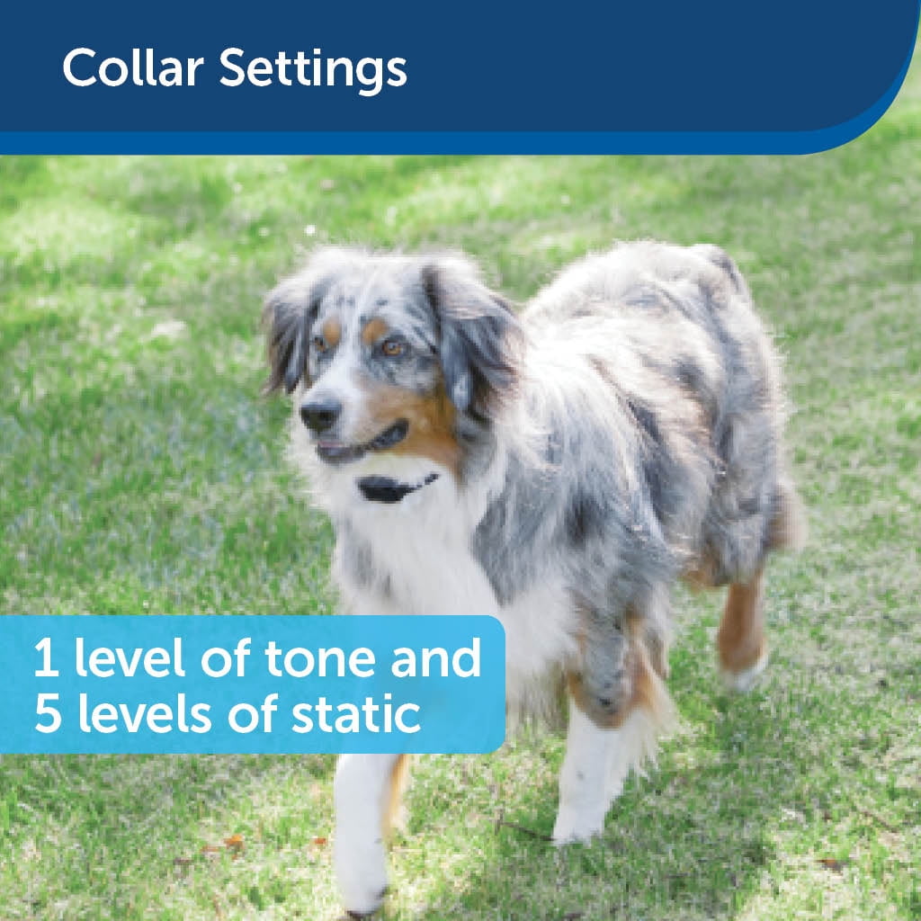 stay dog invisible fence