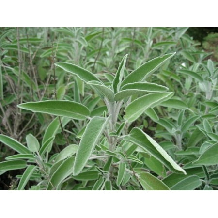 Salvia Scarlet Sage - Sage (Salvia Officinalis) Great Garden Heirloom Herb 100 Seeds