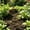 Brown-6A, variant on MMJ Metal Venus Flytrap Garden Stake Hand Painted Carnivorous Sculpture Outdoor Yard Art Decoration 9.8x31.89in