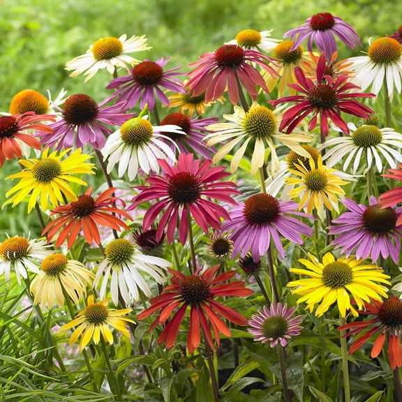 Van Zyverden Echinacea Cone Flower Mixed 10 Plant Roots Multicolor Full Sun Deer Resistant 2 lbs