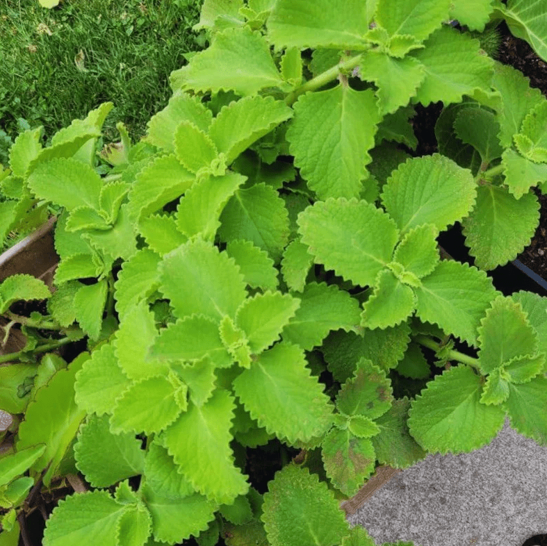 Set of 2 Cuban Oregano Live Plants 4-6 Inch Tall, Mexican Mint & Spanish Thyme Herb Plants, Fragrant Indoor & Outdoor Garden Herb