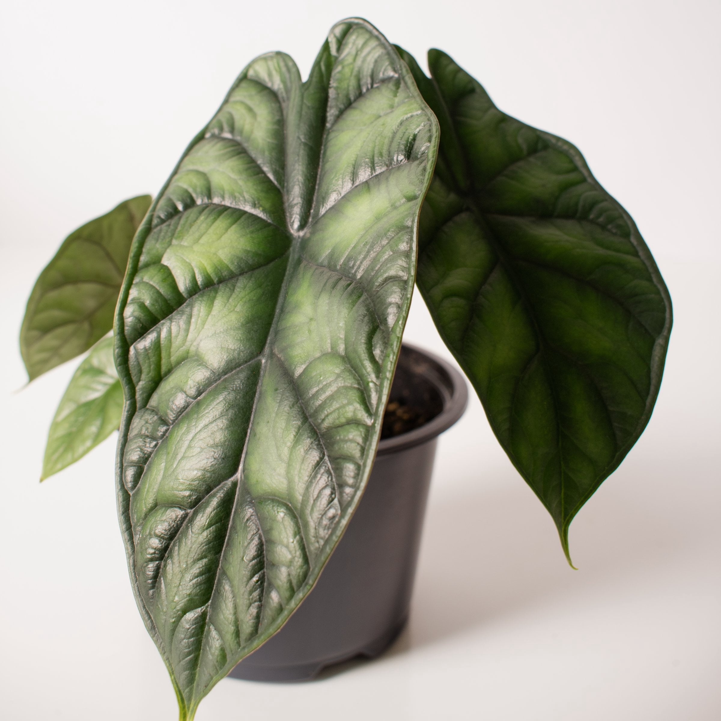 6 in. Alocasia Dragon Scale Plant in Grower Container