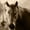 Sepia Horses, variant on Elephant Stock Sepia Horses Wall Art - Horizontal Multi Panel Canvas - Living Room Wall Decor - Animal Multi Panel - Black And Gray Decor - 23" x 14"