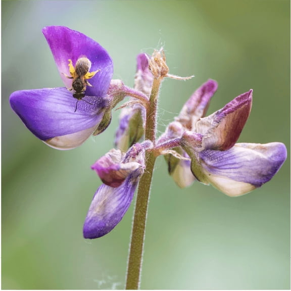 Arroyo Lupine Seed - 0.25 lb - Covers 1,000 Sq Ft