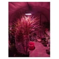 thumbnail image 5 of Solar LED Grow Light Full Spectrum Floodlight Plant Growing Light With Remote Waterproof Phytolamp For Indoor Outdoor Plants ,Excellent Full Spectrum, 5 of 6