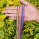 thumbnail image 2 of Espiral Tricolor Gadget Collection Mx Protector de Cable USB 1.4 mts Largo negro, 2 of 5
