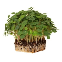 Nasturtium Seeds - Alaska Mix - 4 g Packet ~40 Seeds - Non-GMO Edible Flower Garden & Microgreens Seeds - Tropaeolum nanum - Grow Micro Greens