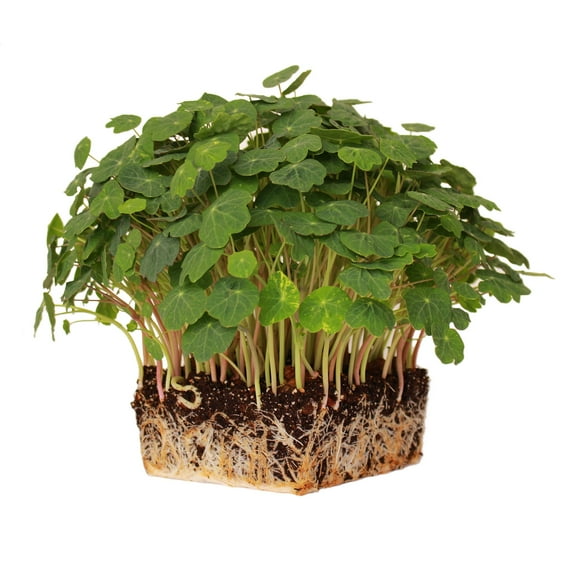 Nasturtium Seeds - Alaska Mix - 4 g Packet ~40 Seeds - Non-GMO Edible Flower Garden & Microgreens Seeds - Tropaeolum nanum - Grow Micro Greens