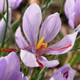 thumbnail image 1 of Flower Bulbs - Crocus Sativus Saffron Crocus (25 Bulbs), 1 of 1