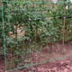 thumbnail image 2 of Red de enrejado para plantas trepadoras - Red de enrejado de jardín resistente para pepino, vid, frutas y verduras Red de enrejado para plantas de tomate, (16.4' x 6.6'Ft), 2 of 5