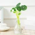 thumbnail image 4 of Coofit 5PCS Artificial Plant Small Plastic Aquarium Water Grass Fish Tank Plant, 4 of 10