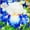E, variant on Iris, Low Maintenance - Easy Grow - Ideal for Beds Borders, Plant Pots & Planters