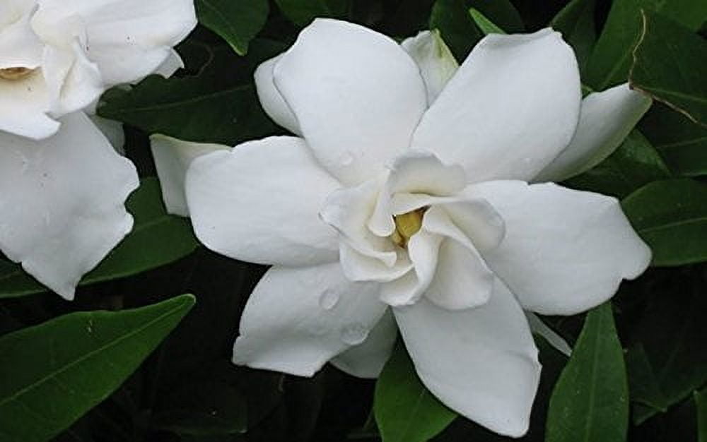 Frostproof Gardenia - 10 Live Plants - Fragrant Blooming Shrub - Gardenia Jasminoides