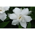 thumbnail image 7 of Frostproof Gardenia - 10 Live Plants - Fragrant Blooming Shrub - Gardenia Jasminoides, 7 of 7