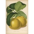 thumbnail image 2 of Imperial Lemon Cultivar  Citrus X Limon Poster Print By ?? Florilegius Mary Evans, 2 of 2