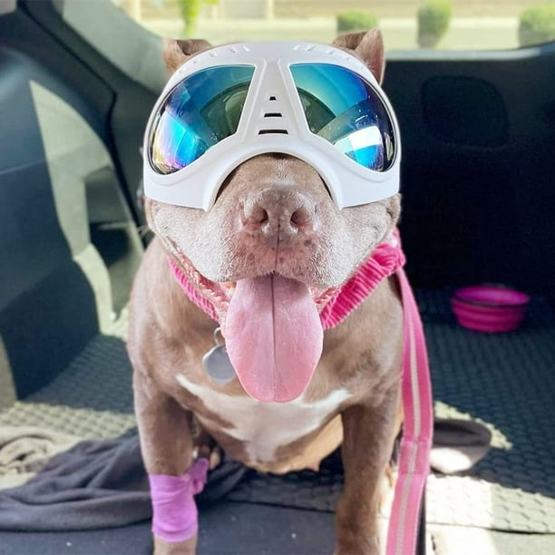 Pitbull con lentes best sale
