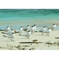 thumbnail image 2 of wall26 - Birds in The Beach in Los Roques - Removable Wall Mural | Self-Adhesive Large Wallpaper - 100x144 inches, 2 of 6