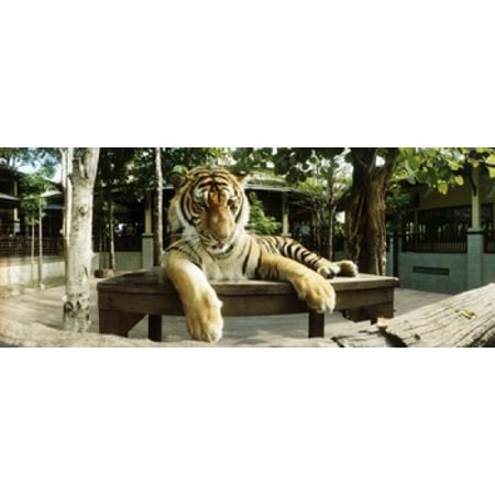 Tiger (Panthera tigris) in a tiger reserve Tiger Kingdom Chiang Mai Thailand Canvas Art - Panoramic Images (15 x