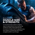 thumbnail image 3 of Creatine Monohydrate Powder MuscleTech Platinum Pure Micronized Muscle Recovery + Builder for Men & Women Workout Supplements Unflavored (80 Servings), 3 of 5