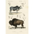thumbnail image 3 of Remond, N. 11x14 Black Modern Framed Museum Art Print Titled - Antique Cow and Bison Study, 3 of 5