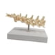thumbnail image 2 of Modelo Anatómico Modelo de Articulación de Perro Suministros Decoración Estructura de Articulación de Cachorro Portátil para Investigación Académica C Espina lumbar, 2 of 8