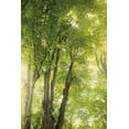 thumbnail image 2 of Urquhart, Elizabeth 17x24 Black Ornate Wood Framed with Double Matting Museum Art Print Titled - Towering Maples I, 2 of 4