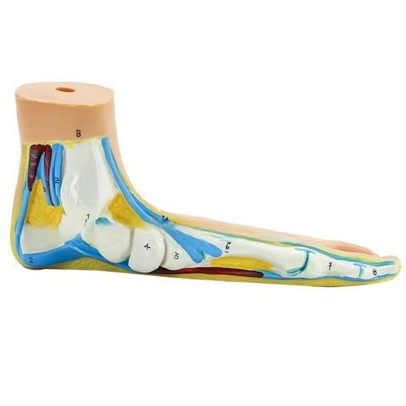 Foot Anatomy Model, Human Anatomy Foot Model, Normal Flat Arched Foot Model, Human Foot Muscle Model Flat Feet(Flatfoot)