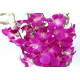 thumbnail image 6 of Live Purple Pink Dendrobium Orchid Plant 2" Pot 4 - 6" Tall No Bloom, 6 of 6