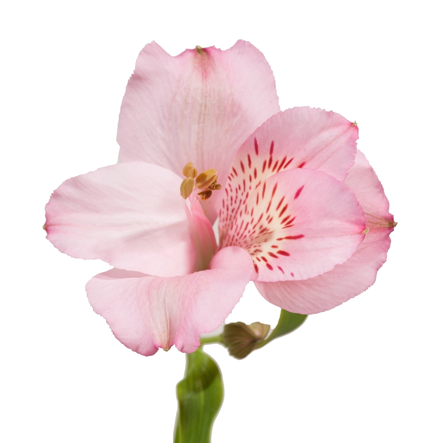 Bloomingmore, Fresh Cut Flowers, Pink Alstroemeria - 50 Stems