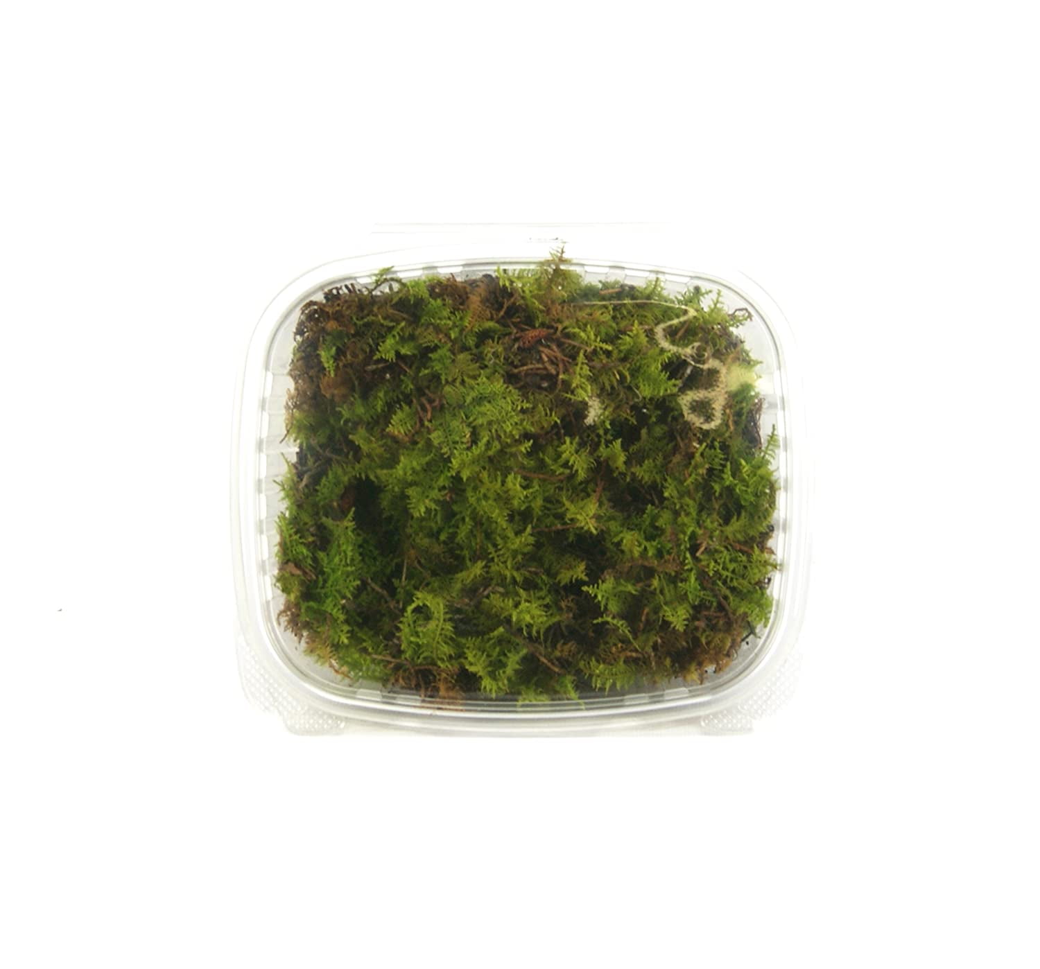 LIVE Mood Moss Bulk Terrarium Moss 5 Cubic Foot Boxes Frog Moss