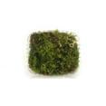 thumbnail image 2 of Josh's Frogs Live Fresh Sheet Moss (2 Quart), 2 of 3