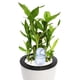 thumbnail image 2 of 4 Uds. Dispositivos de globos con puntas de autorriego, bebedero para plantas, jardinera, riego por goteo automático, estacas de agua para interiores y exteriores, 2 of 5