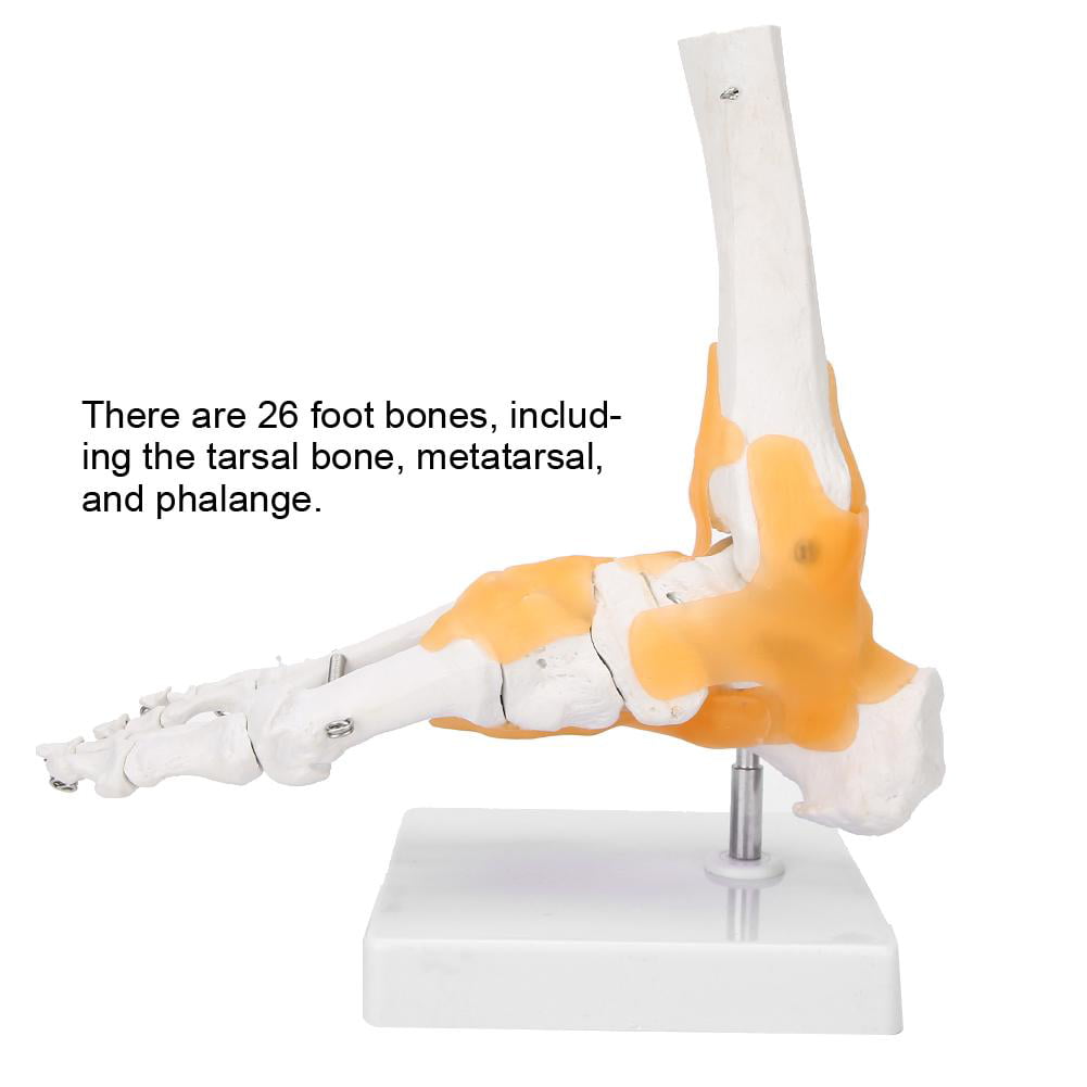 Hand Joint Model with Standing Base for Medical School Teaching Aids Decoration Anatomical Educational Model,Medical Models Educational Model LifeSize Human Skeleton Foot Ankle Joint 