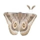 thumbnail image 5 of Capa de mariposa decorativa para Halloween, chal de polilla para disfraces de actuación en el escenario Café ligero, 5 of 9