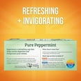 thumbnail image 3 of Twinings Pure Peppermint Herbal Tea Bags, Caffeine-Free, 100 Count Box, 3 of 8