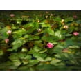 thumbnail image 2 of Bolokofsky, Ronald 14x12 Gold Ornate Wood Framed with Double Matting Museum Art Print Titled - Lily Pads I, 2 of 4