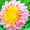 C, variant on Dahlia, Low Maintenance - Easy Grow - Ideal for Beds Borders, Plant Pots & Planters