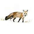 thumbnail image 3 of Barnes, Victoria 14x12 Black Modern Framed Museum Art Print Titled - Winter Fox I, 3 of 5