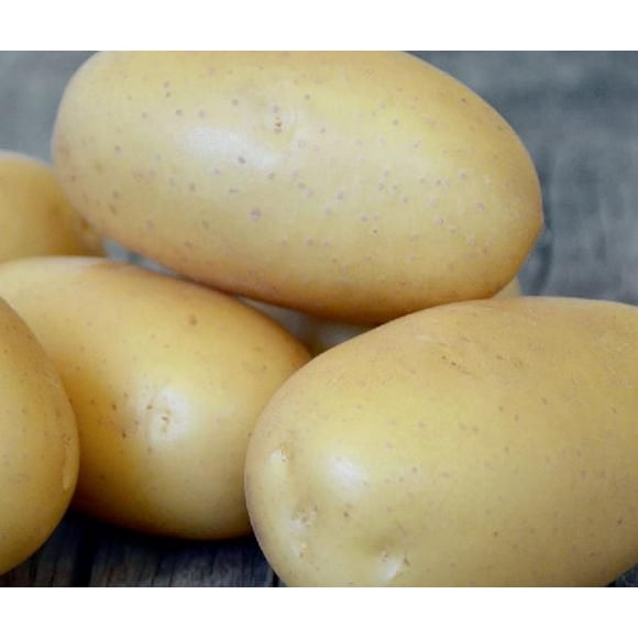 Seed Potato - Queen Ann (1 kg)