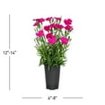 thumbnail image 3 of Expert Gardener 1.5PT Pink Dianthus Live Perennial Plant Sun, 3 of 9