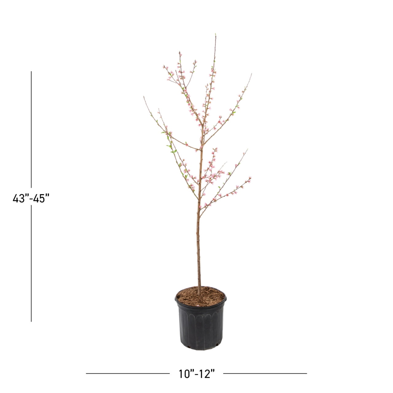 Expert Gardener 3.75gal Contender Peach Live Tree Plant Sun
