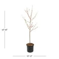 thumbnail image 4 of Expert Gardener 3.75gal Contender Peach Live Tree Plant Sun, 4 of 6