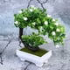 thumbnail image 5 of unbranded 2Ud Bonsai Artificial Verde Decorativo Ideal Para Hogar Y Oficina Con Material Resistente Y Fácil Limpieza, 5 of 5